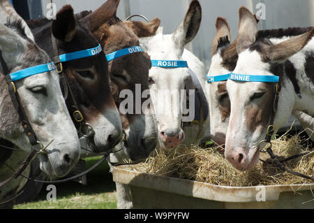 Thornbury Karneval 2019 Stockfoto