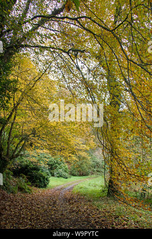 Bäume im Herbst in der Nähe des Amphitheaters Country Park, Mount Edgcumbe, Cornwall Stockfoto