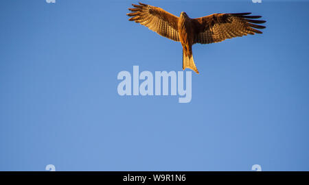 Ein Yellow-billed Kite breitet seine Flügel Stockfoto