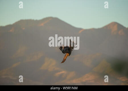 Tauchen Angriff eines Yellow-billed Kite verbreitet seine Flügel Stockfoto