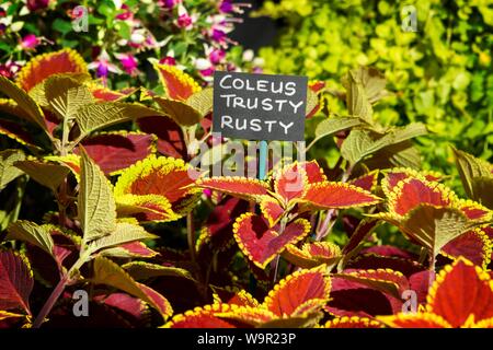 Coleus trusty rusty Blume Garten Anlage Stockfoto