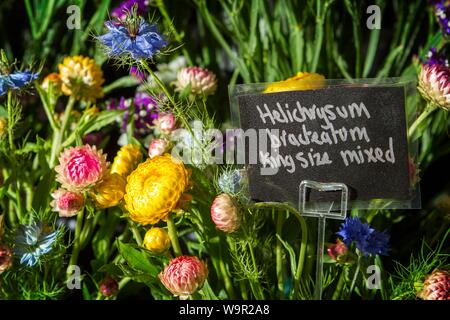 Helichrysum bracteatum blühende Pflanzen Garten Pflanzen Stockfoto