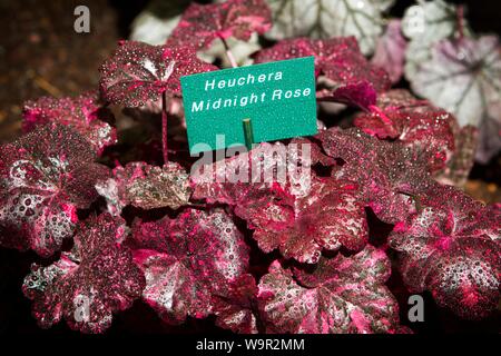 Heuchera Midnight Rose pflanzen Blatt Blätter Garten Gartenbau Stockfoto