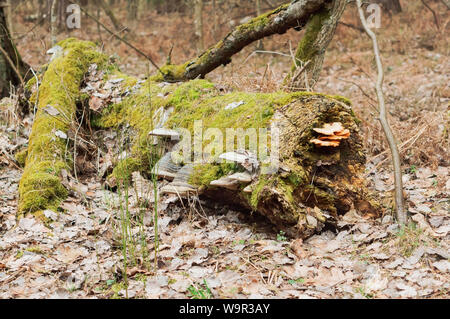 Der Stamm eines gefallenen Baum im Moos, ein alter Baum mit Flechten bedeckt Stockfoto