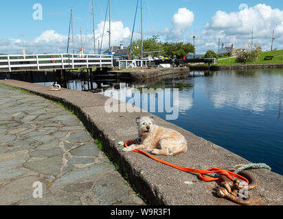 Ein Hund auf der Uferstraße am Crinan Canal Basin lügen, Crinan, Argyll, Schottland. Stockfoto