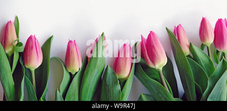 Banner mit schönen frischen Tulpen auf dem weißen Hintergrund Stockfoto