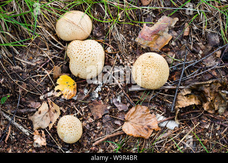 Scleroderma citrinum, gemeinsame earthball, pigskin poison Puffball closeup Stockfoto