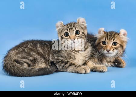 Zwei breedscats American Curl (Felis silvestris catus), schwarz gestromt, 10 Wochen, Österreich Stockfoto