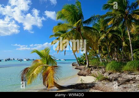 Palm Beach, Parque Nacional del Este, Dominikanische Republik Stockfoto