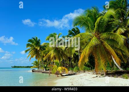 Palm Beach, Parque Nacional del Este, Dominikanische Republik Stockfoto