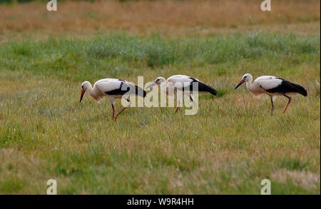 Weißstörche (Ciconia ciconia), drei junge Vögel füttern in einer Wiese, Insel Usedom, Mecklenburg-Vorpommern, Deutschland Stockfoto