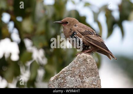 Europäische Star (Sturnus vulgaris), jungen Vogel auf Stein, Insel Usedom, Mecklenburg-Vorpommern, Deutschland Stockfoto