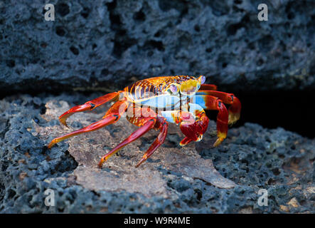 Sally Lightfoot Crab walking auf Lavagestein, Galapagos Inseln Stockfoto