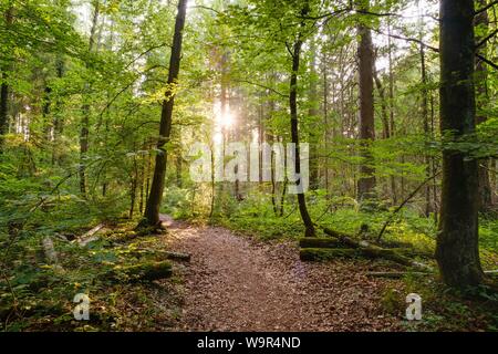 Lichtdurchflutete Wald Trail durch den Auwald, Isarauen Naturschutzgebiet, in der Nähe von Geretsried, Oberbayern, Bayern, Deutschland Stockfoto