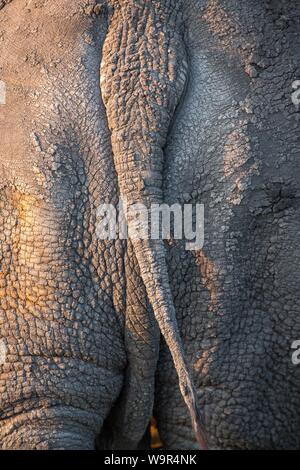 Weiße Nashörner (Rhinocerotidae)), Detail von hinten, Klaserie Nature Reserve, Südafrika Stockfoto