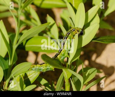 Caterpillar der Box Tree Motte (Cydalima perspectalis), frisst Blätter von gemeinsamen Box (Buxus sempervirens), Deutschland Stockfoto