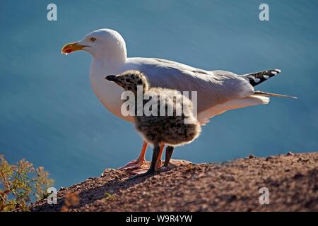 Europäische Silbermöwe (Larus argentatus) mit Küken auf Rock, Helgoland, Schleswig-Holstein, Deutschland Stockfoto