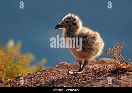 Europäische Silbermöwe (Larus argentatus), Küken stehend, Helgoland, Schleswig-Holstein, Deutschland Stockfoto