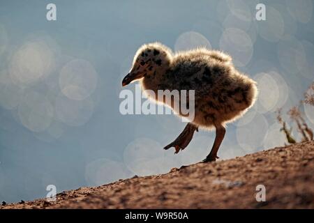 Europäische Silbermöwe (Larus argentatus), Chick, Helgoland, Schleswig-Holstein, Deutschland Stockfoto