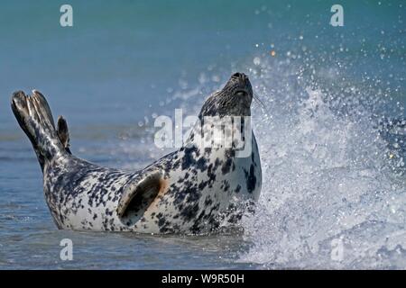 Kegelrobbe (Halichoerus grypus) im Wasser am Strand, Helgoland, Schleswig-Holstein, Deutschland Stockfoto