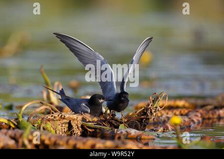 Schwarz terns (Chlidonias niger), ein paar Tiere auf Kupplung, Naturpark Peental, Mecklenburg-Vorpommern, Deutschland Stockfoto
