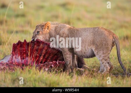 Junger Löwe (Panthera leo) Fütterung auf ein eland Karkasse, Masai Mara National Reserve, Kenia, Afrika Stockfoto