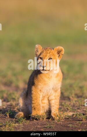 Lion Cub (Panthera leo) sitzen, Masai Mara National Reserve, Kenia Stockfoto