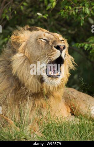 Afrikanischer Löwe (Panthera leo), männlich, Gähnen, liegend im Gras, Tier Portrait, Masai Mara National Reserve, Kenia Stockfoto