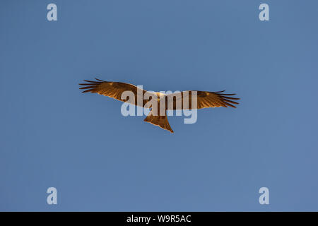 Ein Yellow-billed Kite breitet seine Flügel Stockfoto