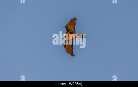 Lamergeier fliegen gegen den blauen Himmel Stockfoto