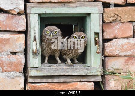 Steinkäuze (Athene noctua), zwei junge Vögel neugierig schauen aus dem Fenster eines Hauses Ruine, Donaudelta, Rumänien Stockfoto