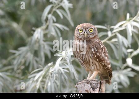 Steinkauz (Athene noctua), jungen Vogel stehen auf Post, Donaudelta, Rumänien Stockfoto