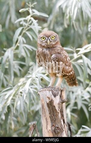 Steinkauz (Athene noctua), jungen Vogel stehen auf Post, Donaudelta, Rumänien Stockfoto