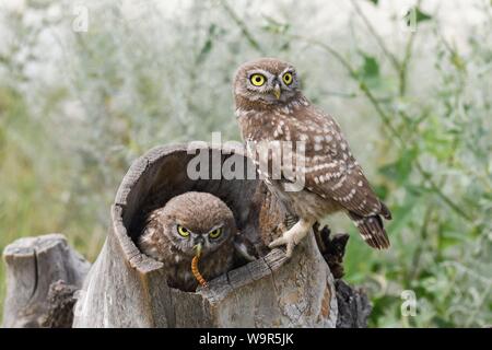 Steinkäuze (Athene noctua), zwei junge Vögel auf Baumstumpf im Cave, Donaudelta, Rumänien Stockfoto