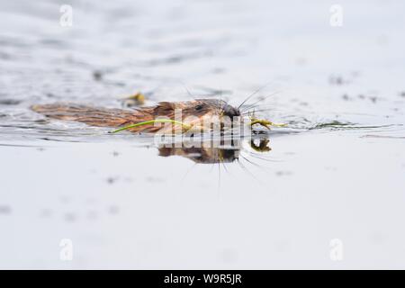 Bisamratte (Ondatra Zibethicus) schwimmt im Wasser mit Pflanzen im Mund für Bau, Tirol, Österreich Stockfoto