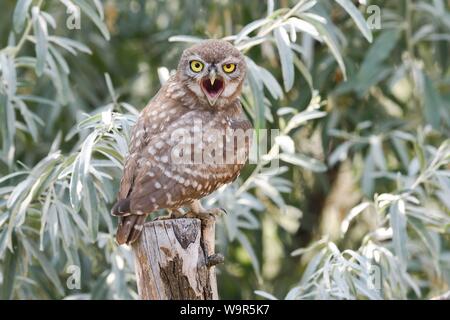 Steinkauz (Athene noctua), jungen Vogel stehen auf Post, Berufung, Donaudelta, Rumänien Stockfoto