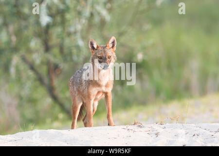 Golden Schakal (Canis aureus), Donaudelta, Rumänien Stockfoto