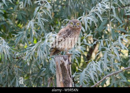 Steinkauz (Athene noctua), jungen Vogel stehen auf Post, Donaudelta, Rumänien Stockfoto