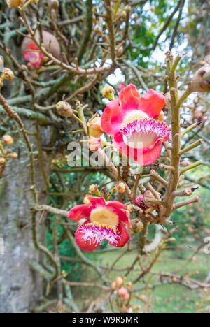 Couroupita guianensis Baum, cannonball Baum, sagte ist ein Baum zu sein, unter dem der Buddha meditierte, Rio de Janeiro, Brasilien Stockfoto