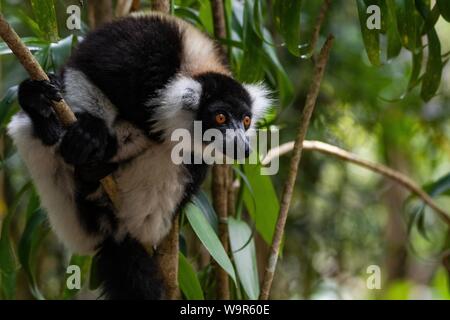 Schwarz-weiße Vari (Varecia variegata) im Baum, Osten Madagaskar, Madagaskar Stockfoto