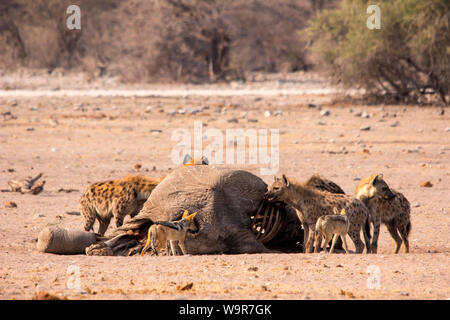 Hyäne, weiß-schwarz-backed Jackal Etosha Nationalpark, Namibia, Afrika, (Crocuta crocuta, Canis mesomelas) Stockfoto