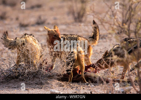 Black-backed Jackal, Etosha Nationalpark, Namibia, Afrika, (Canis mesomelas) Stockfoto