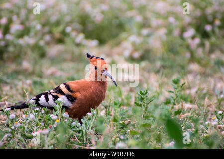 Afrikanischer Wiedehopf, Namibia, Afrika, (Upupa epops) Stockfoto