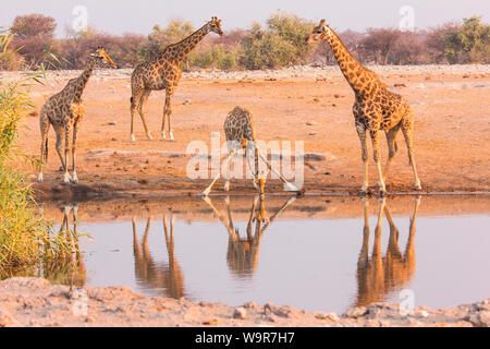 Giraffen, Etosha Nationalpark, Namibia, Afrika, (Giraffa Camelopardalis) Stockfoto