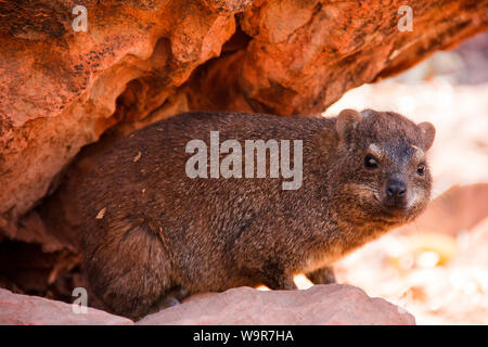 Klippschliefer, Namibia, Afrika, (Procavia capensis) Stockfoto