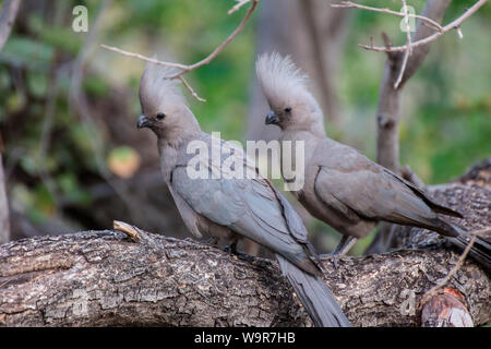 Grau - Weg - Vogel, Namibia, Afrika, (Corythaixoides concolor) Stockfoto