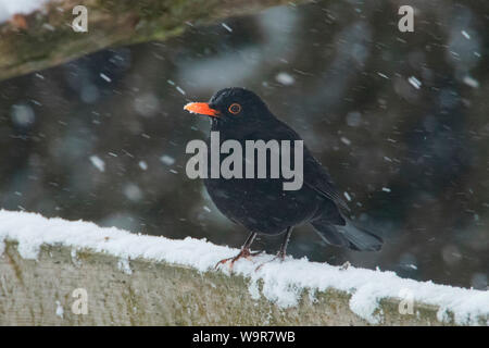 Gemeinsame Blackbird, männlich, (Turdus merula) Stockfoto