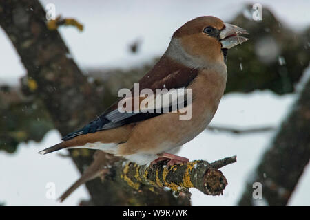 (Hawfinch Coccothraustes coccothraustes), Stockfoto