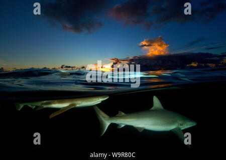 Bei Sonnenuntergang, Riffhaie (Carcharhinus amblyrhynchos), (Carcharhinus Melanopterus) Stockfoto