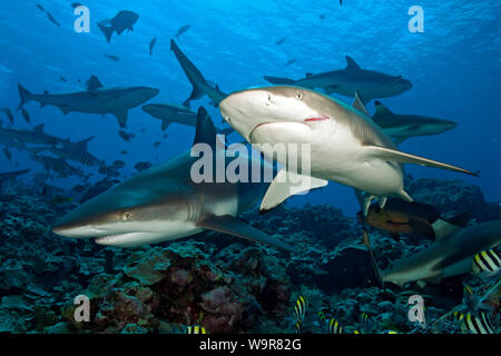 Grau und Schwarzspitzen Reefsharks, (Carcharhinus amblyrhynchos), (Carcharhinus Melanopterus) Stockfoto